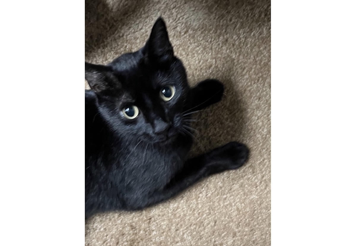 Pepper has the keen eyes of a dedicated scientist