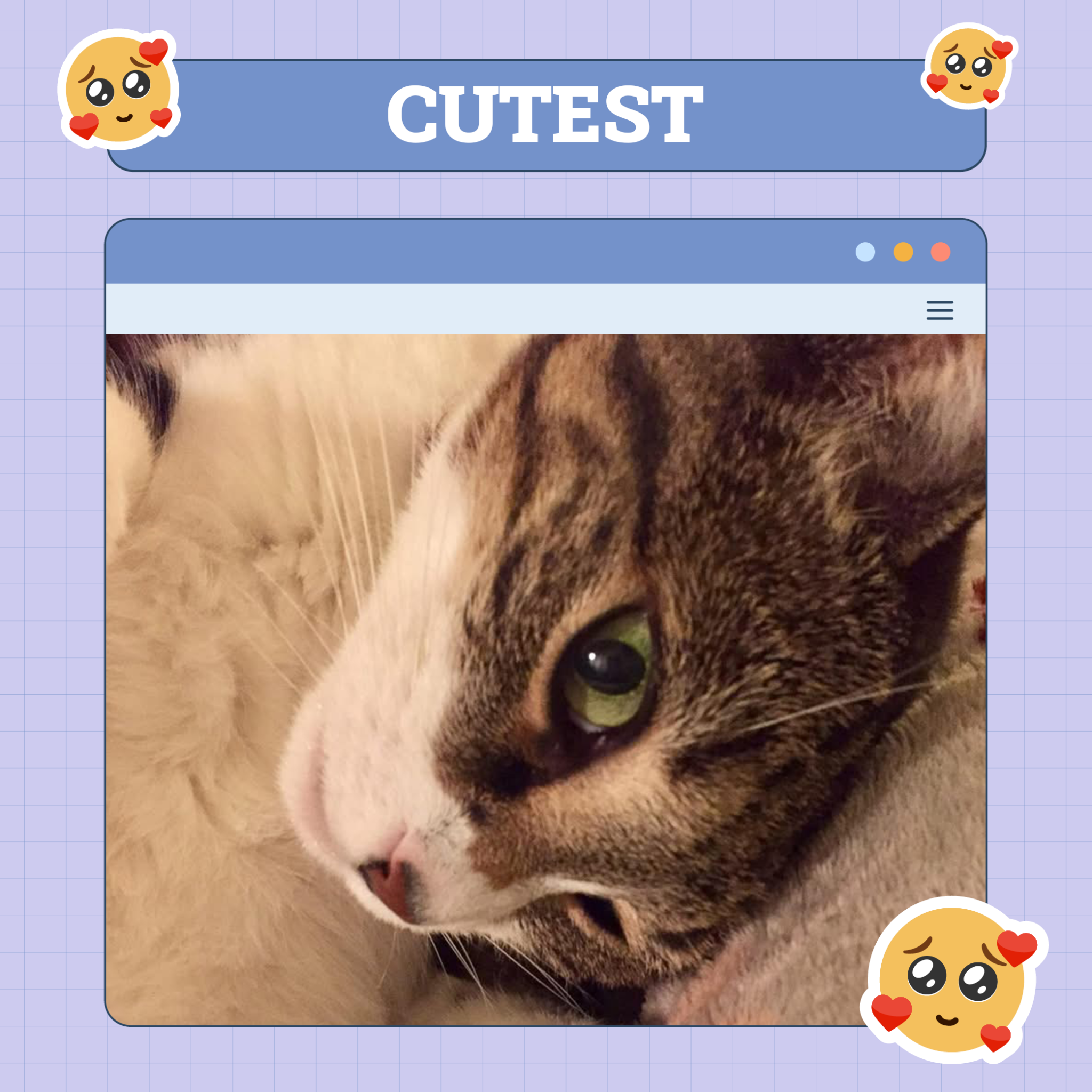catster photo contest cutest 31 jul 25 scaled