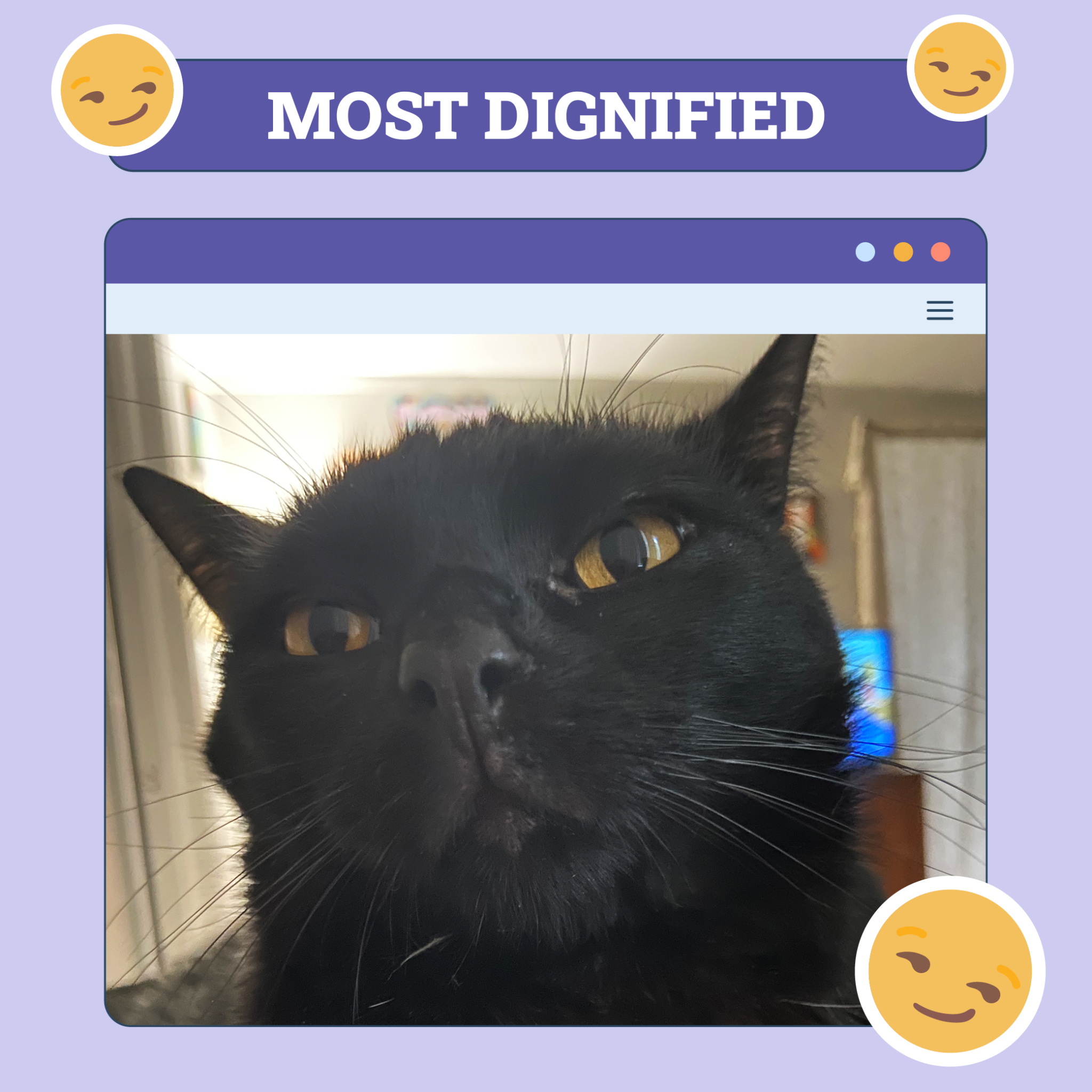 catster photo contest dignified 31 jul 25 scaled