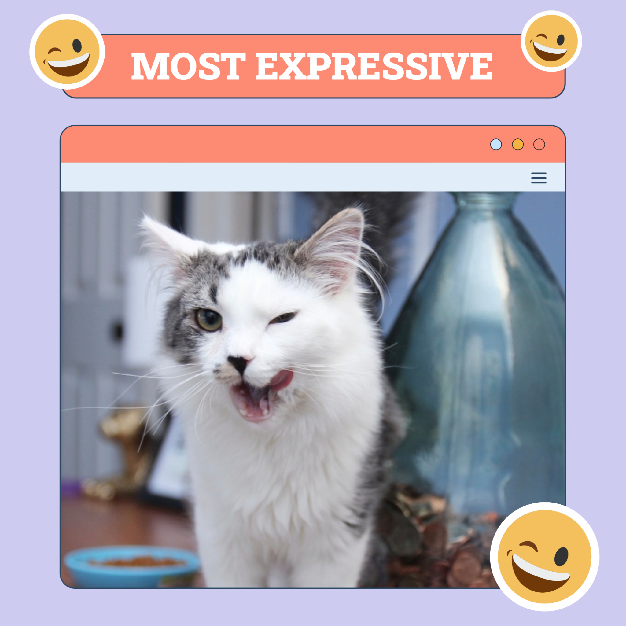 catster photo contest expressive 31 jul 25 scaled
