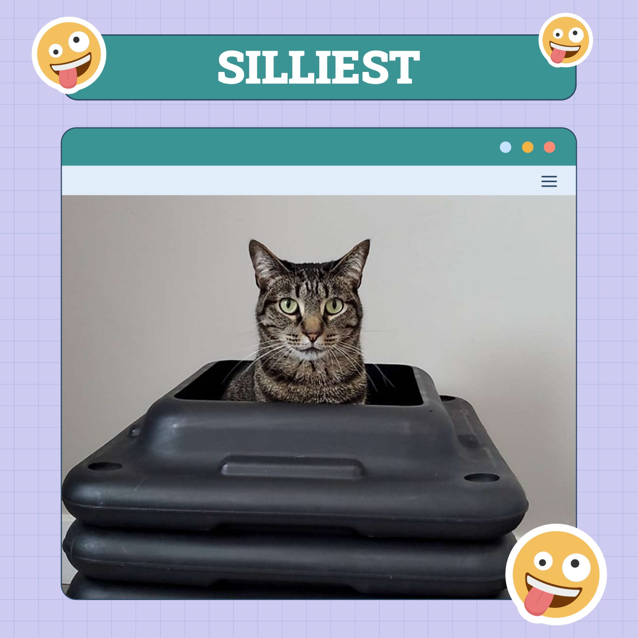 catster photo contest silliest 31 jul 25 scaled