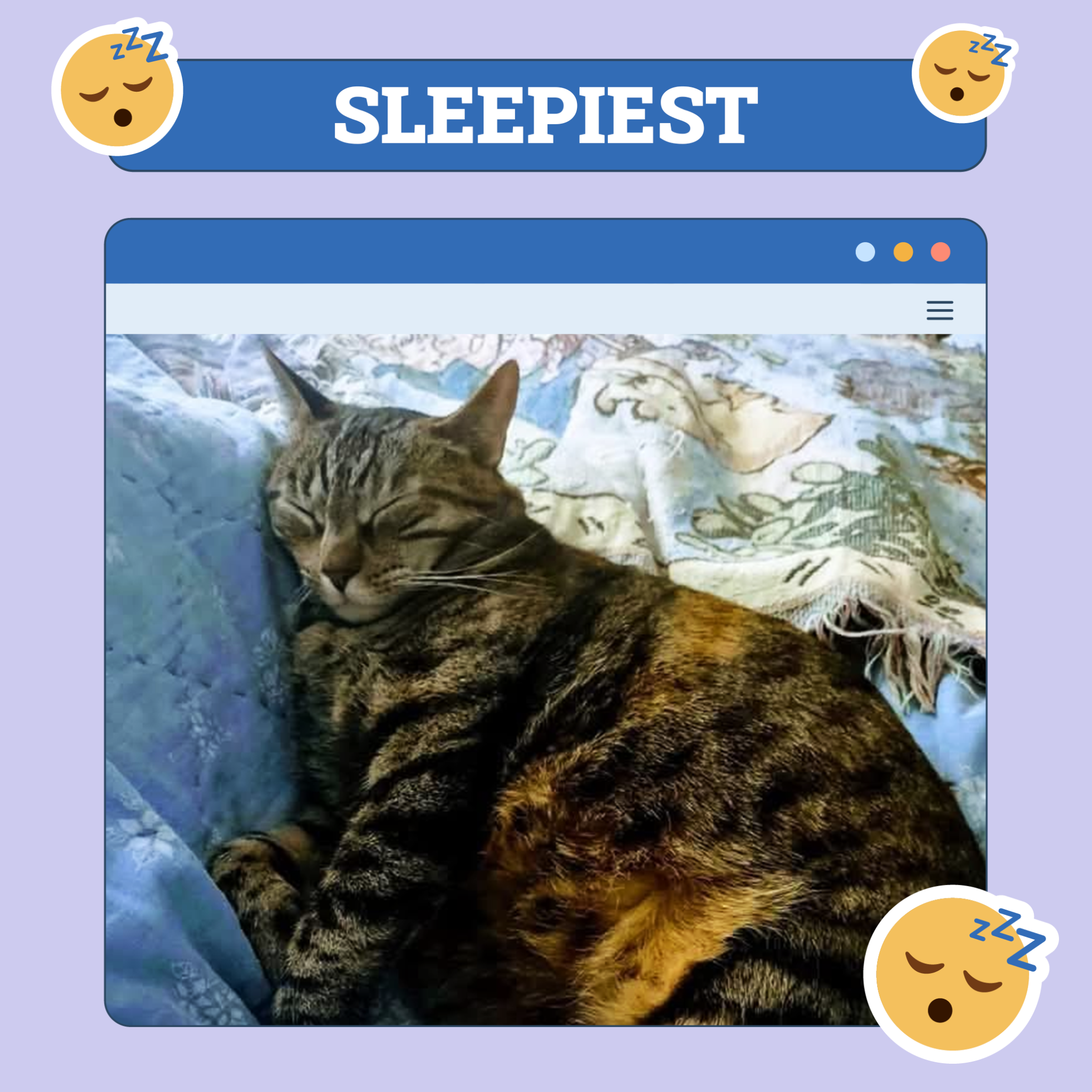 catster photo contest sleepiest 31 jul 25 scaled
