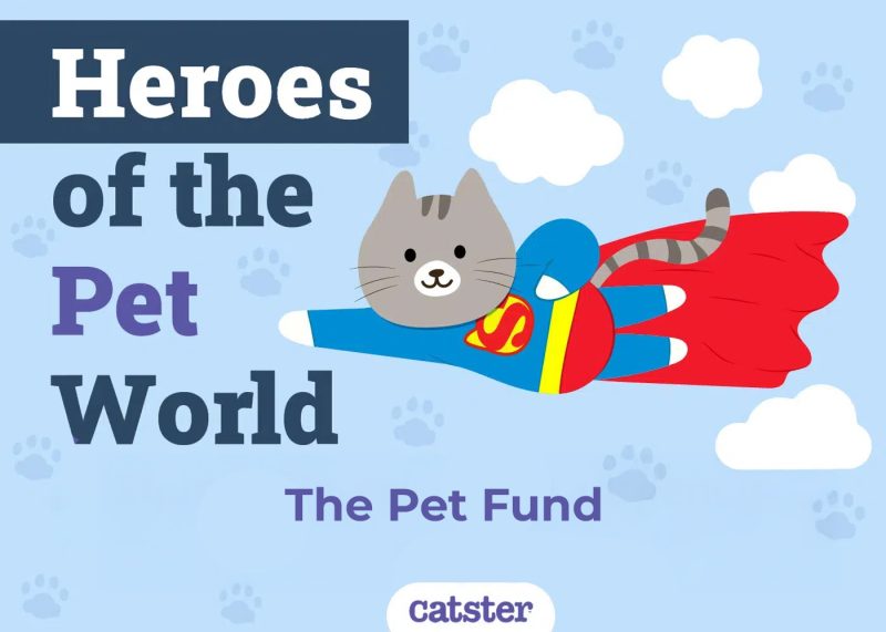 the pet fund