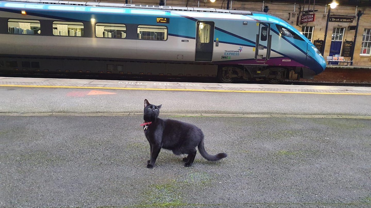 Bolt the cat in front of a train