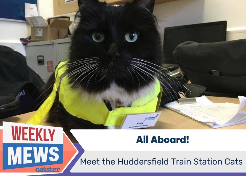 Weekly Mews Huddersfield Train Station Cats
