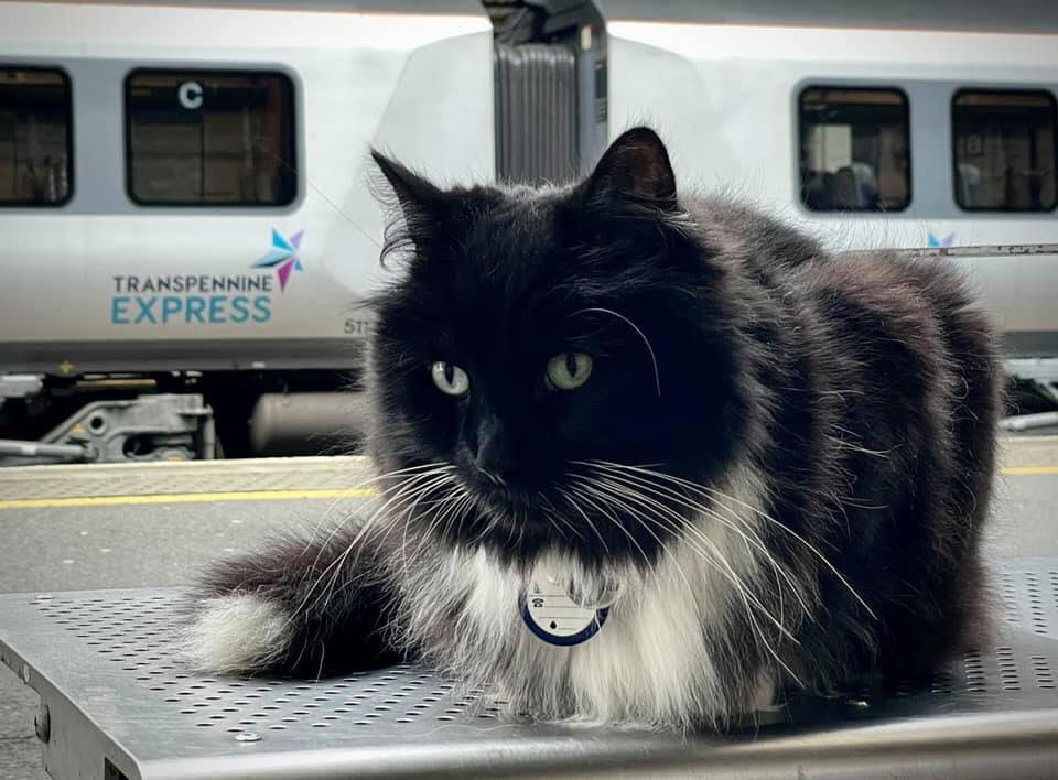 Felix in front of a train