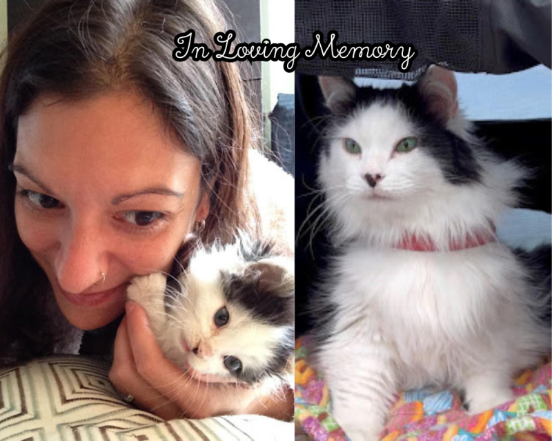 In Loving Memory of Oreo