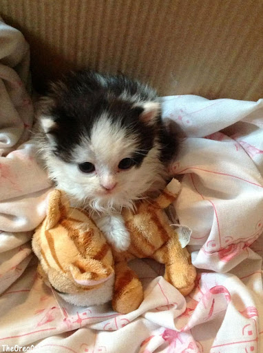 Oreo as kitten