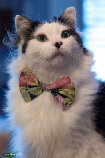 Oreo with bowtie