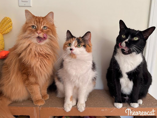 Pudding, Olive, Onyx