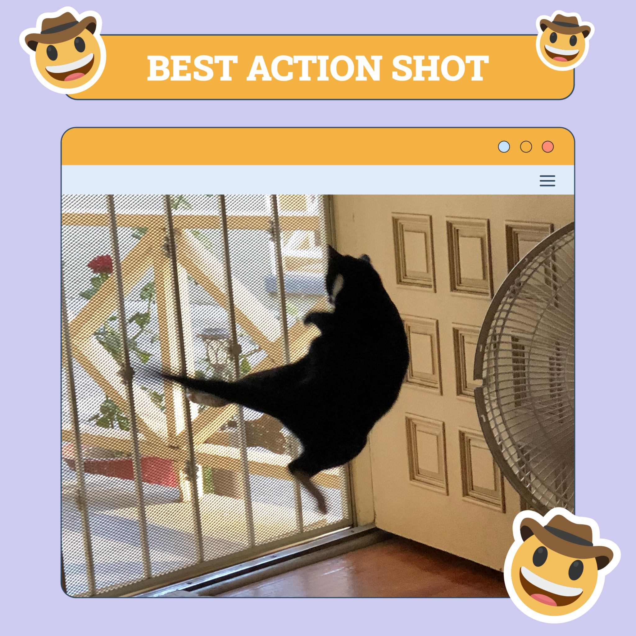 catster photo contest action 21 8 25 scaled
