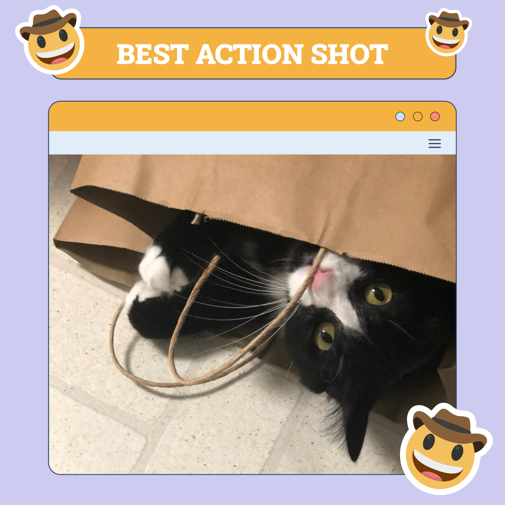 catster photo contest action 7 aug 25 scaled