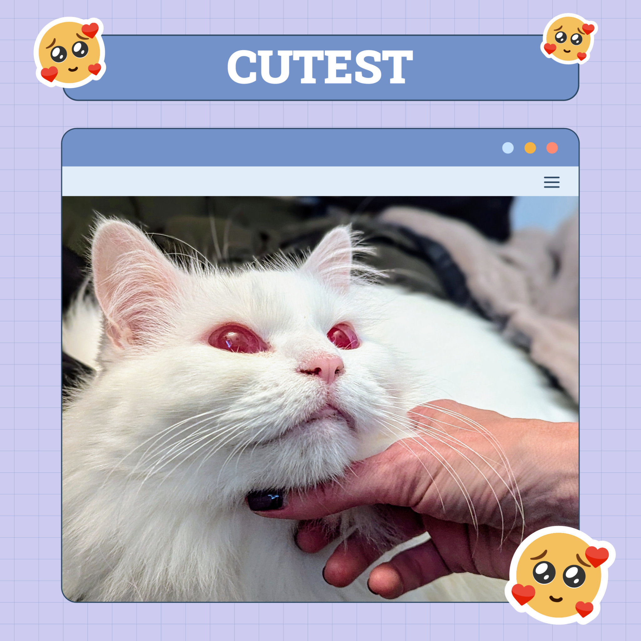 catster photo contest cutest 21 8 25 scaled