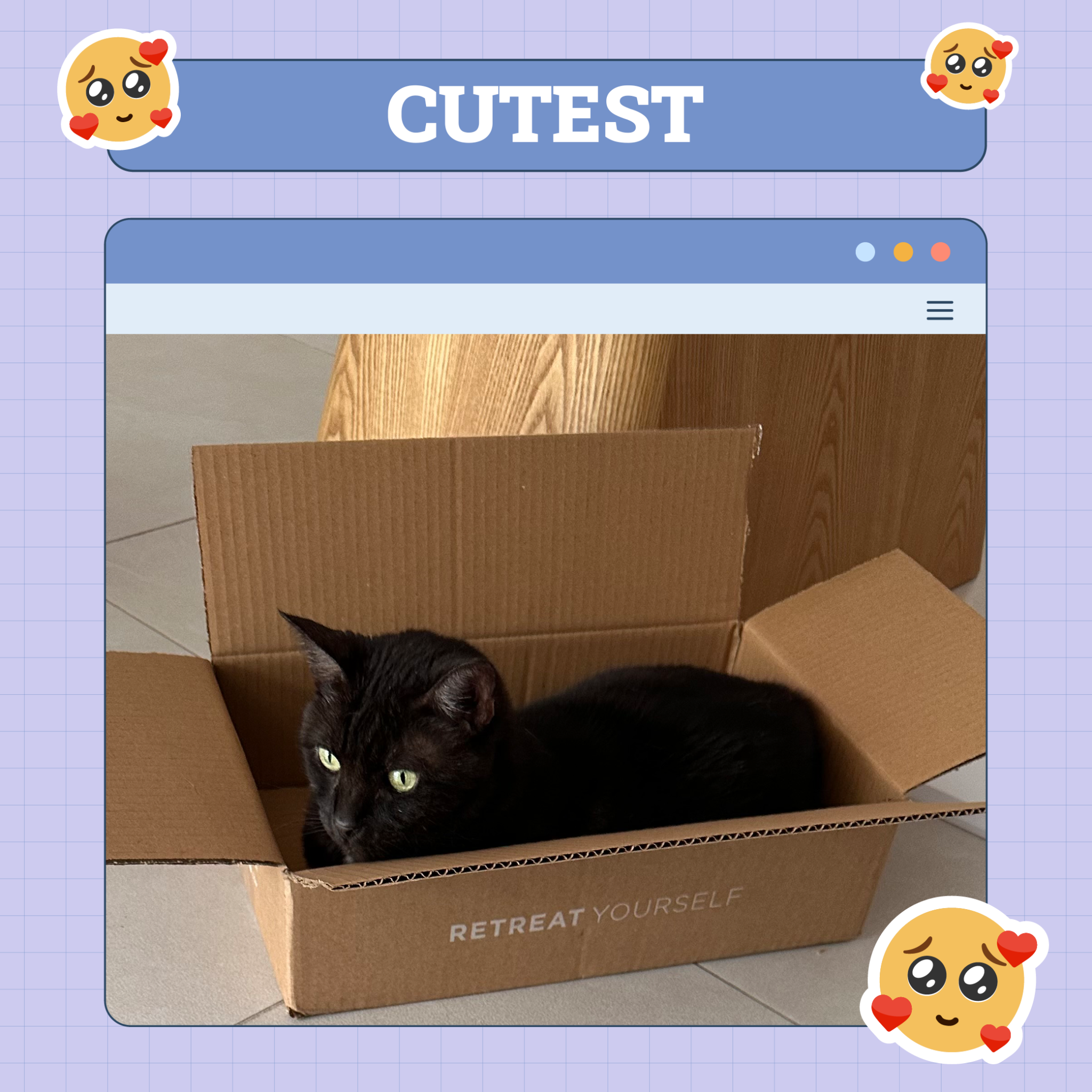 catster photo contest cutest 28 8 25 scaled