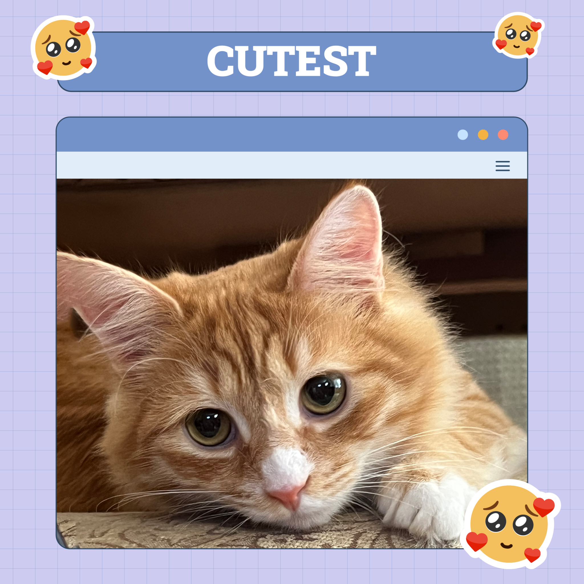 catster photo contest cutest 7 aug 25 scaled