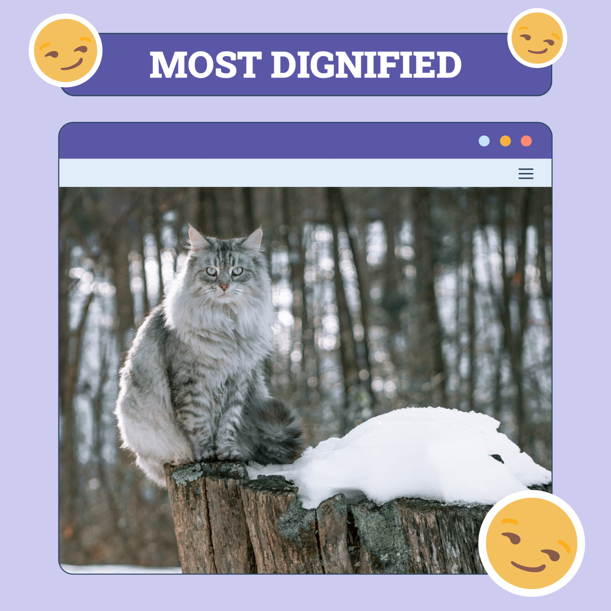 catster photo contest dignified 14 8 25 scaled