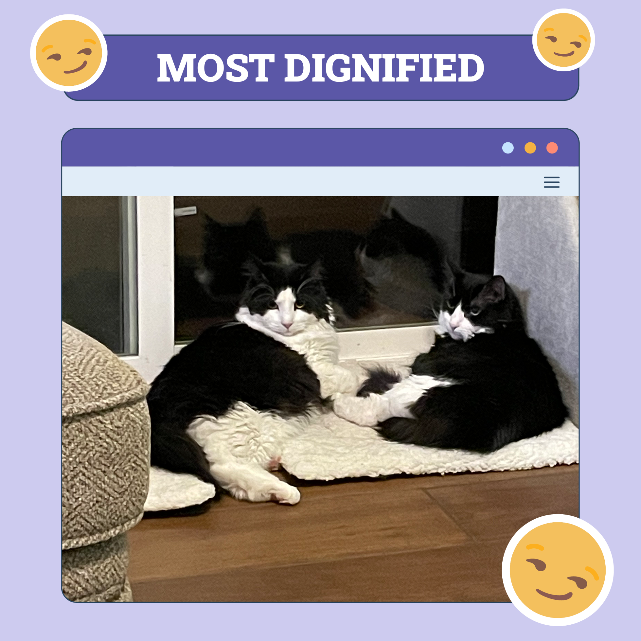catster photo contest dignified 28 8 25 scaled