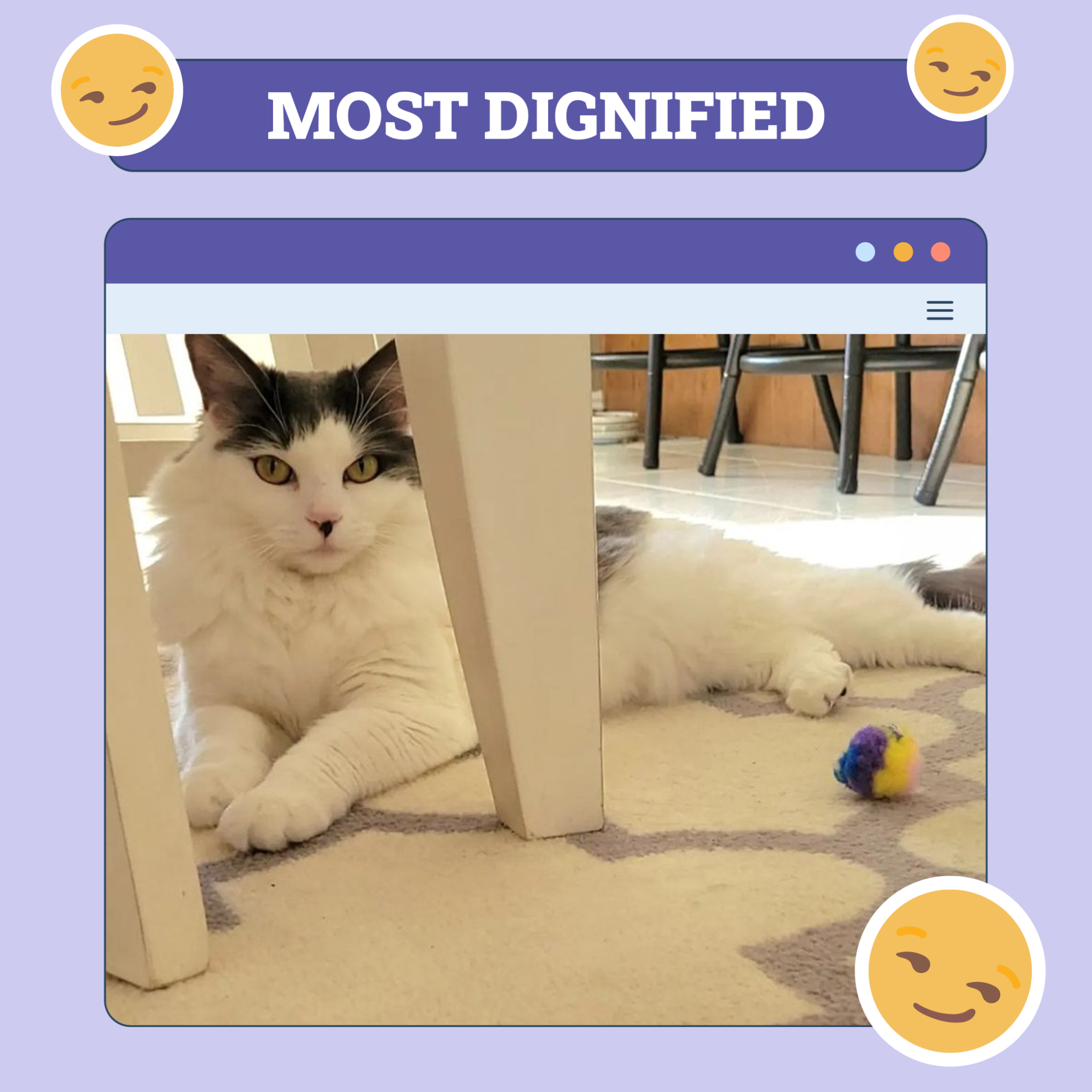 catster photo contest dignified 7 aug 25 scaled