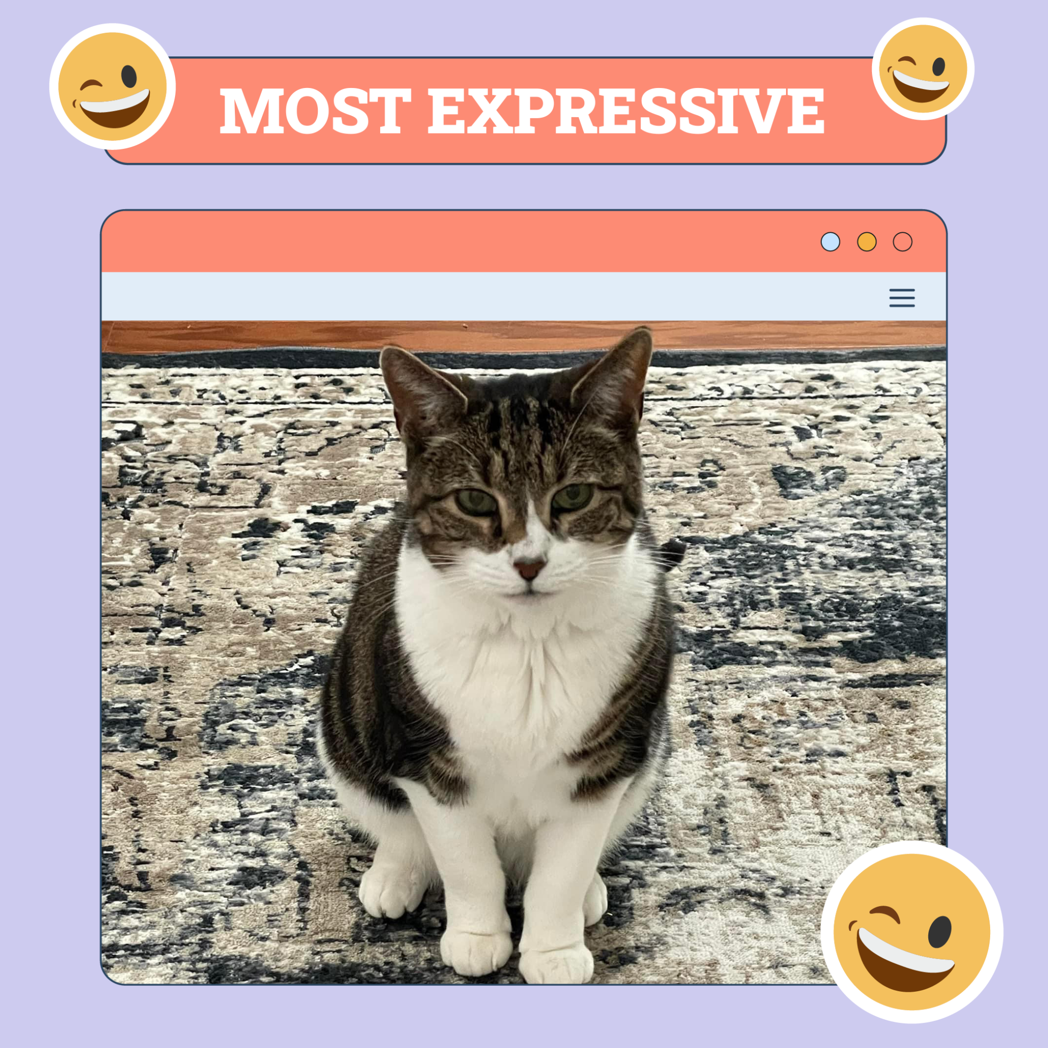 catster photo contest expressive 14 8 25 scaled