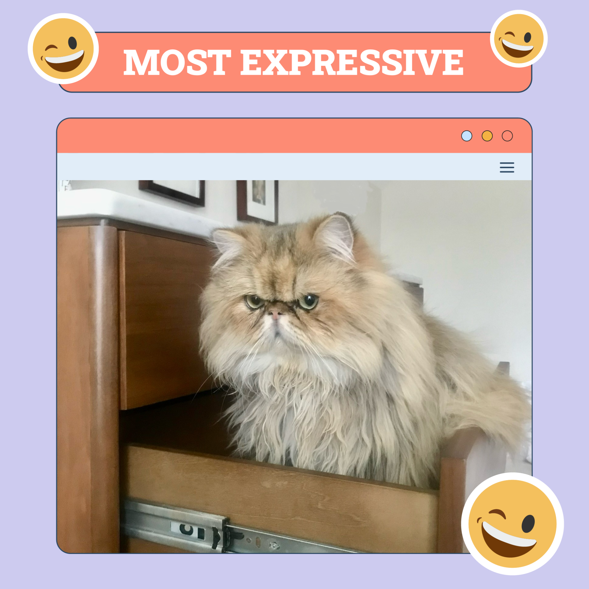 catster photo contest expressive 21 8 25 scaled