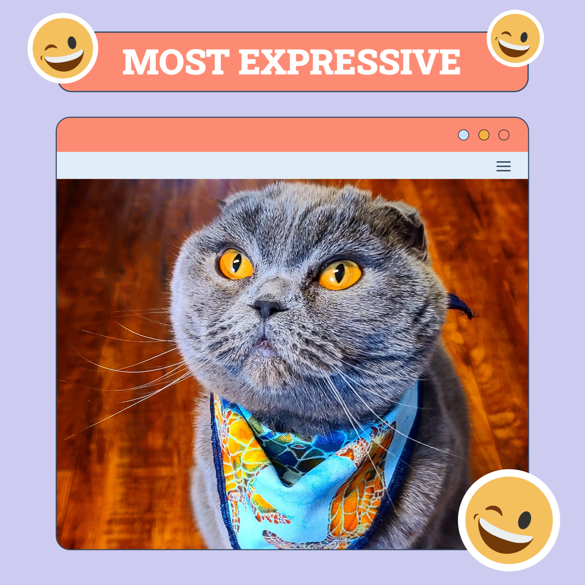 catster photo contest expressive 28 8 25 scaled