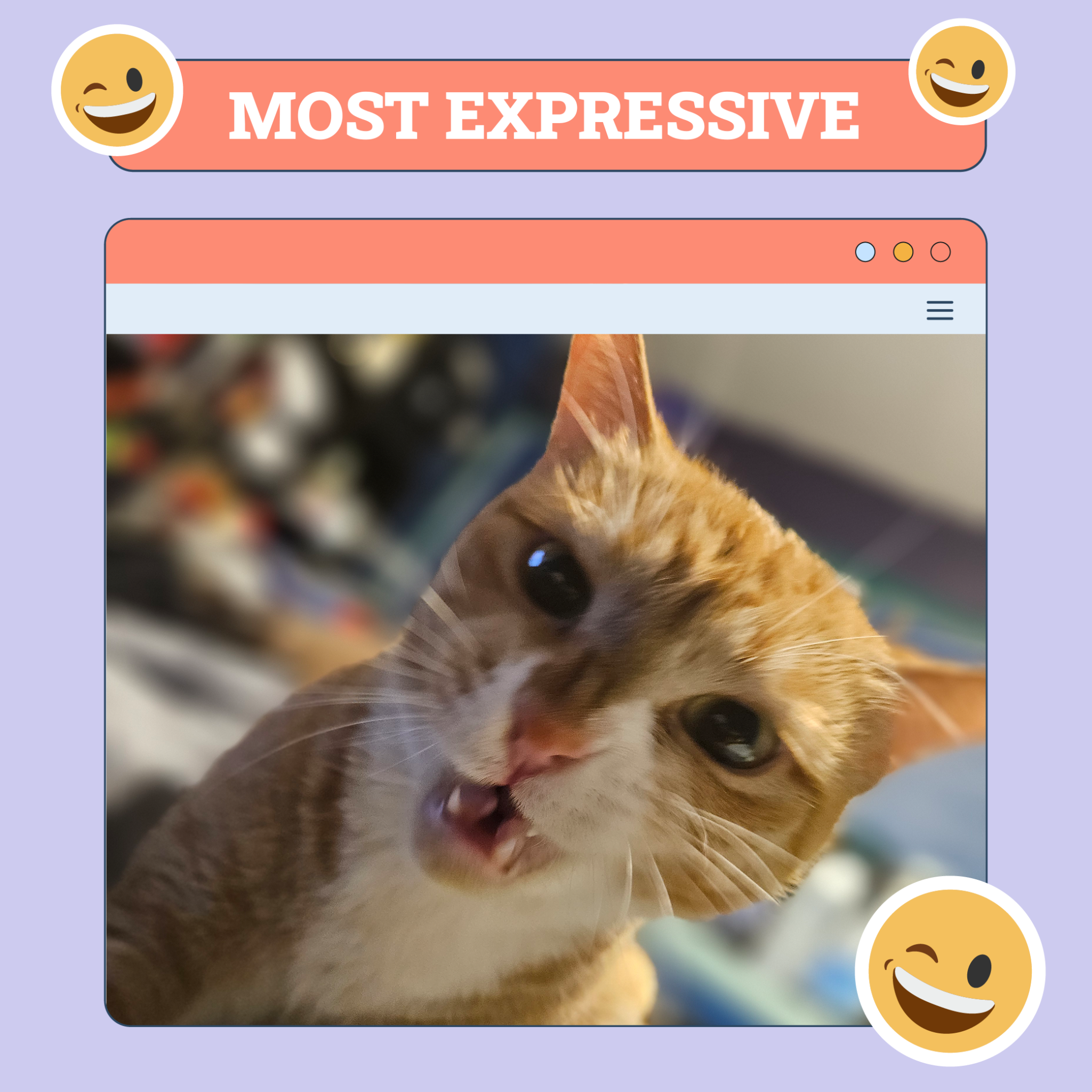 catster photo contest expressive 7 aug 25 scaled