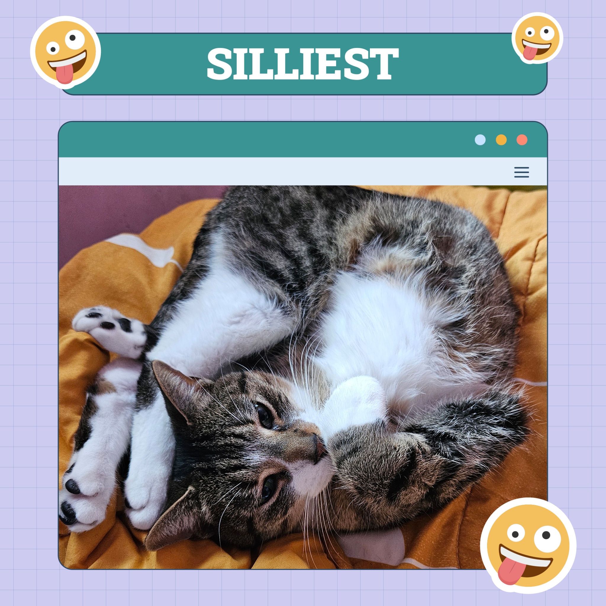 catster photo contest silliest 14 8 25 scaled