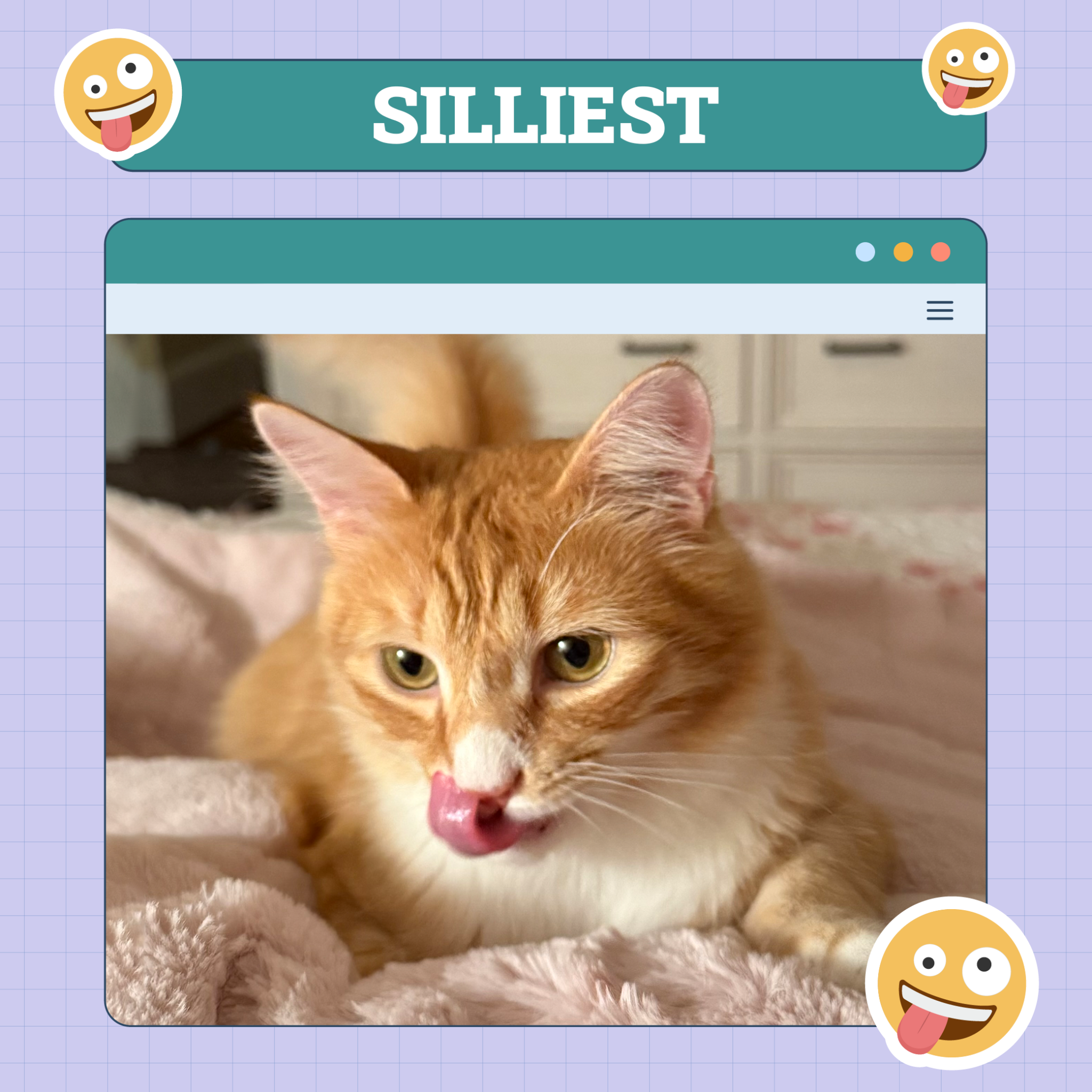catster photo contest silliest 21 8 25 scaled