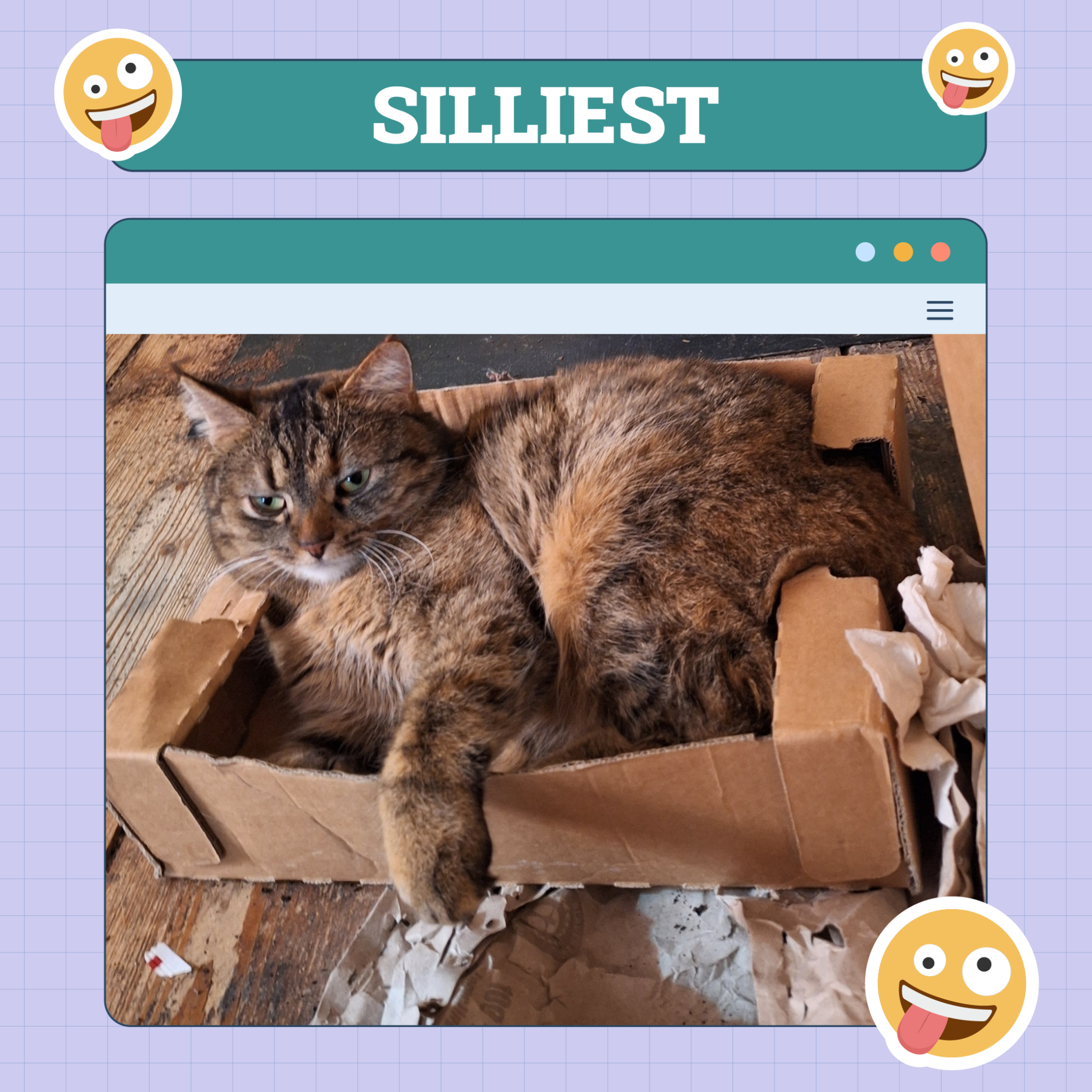 catster photo contest silliest 28 8 25 scaled
