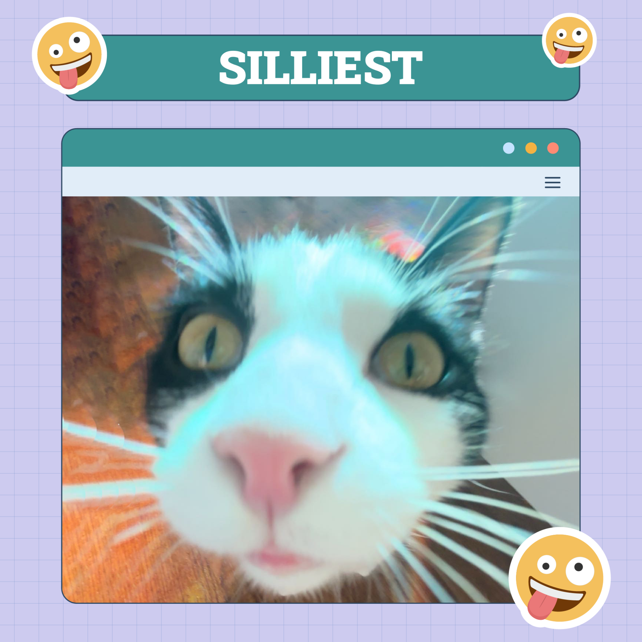 catster photo contest silliest 7 aug 25 scaled