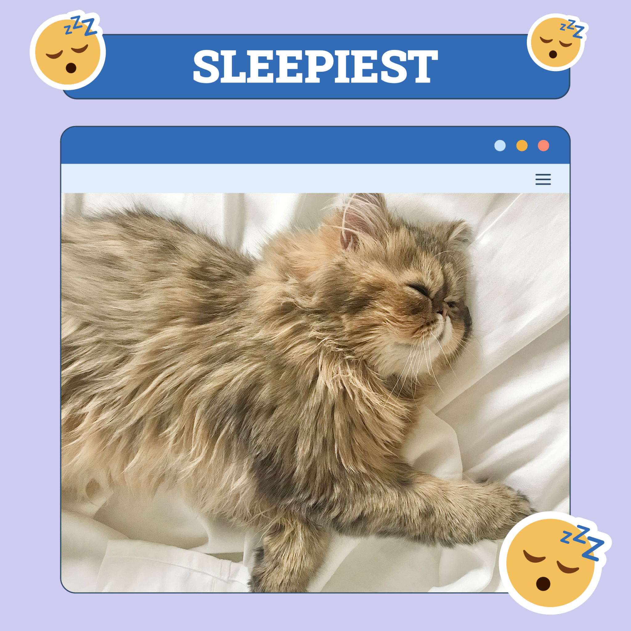 catster photo contest sleepiest 14 8 25 scaled