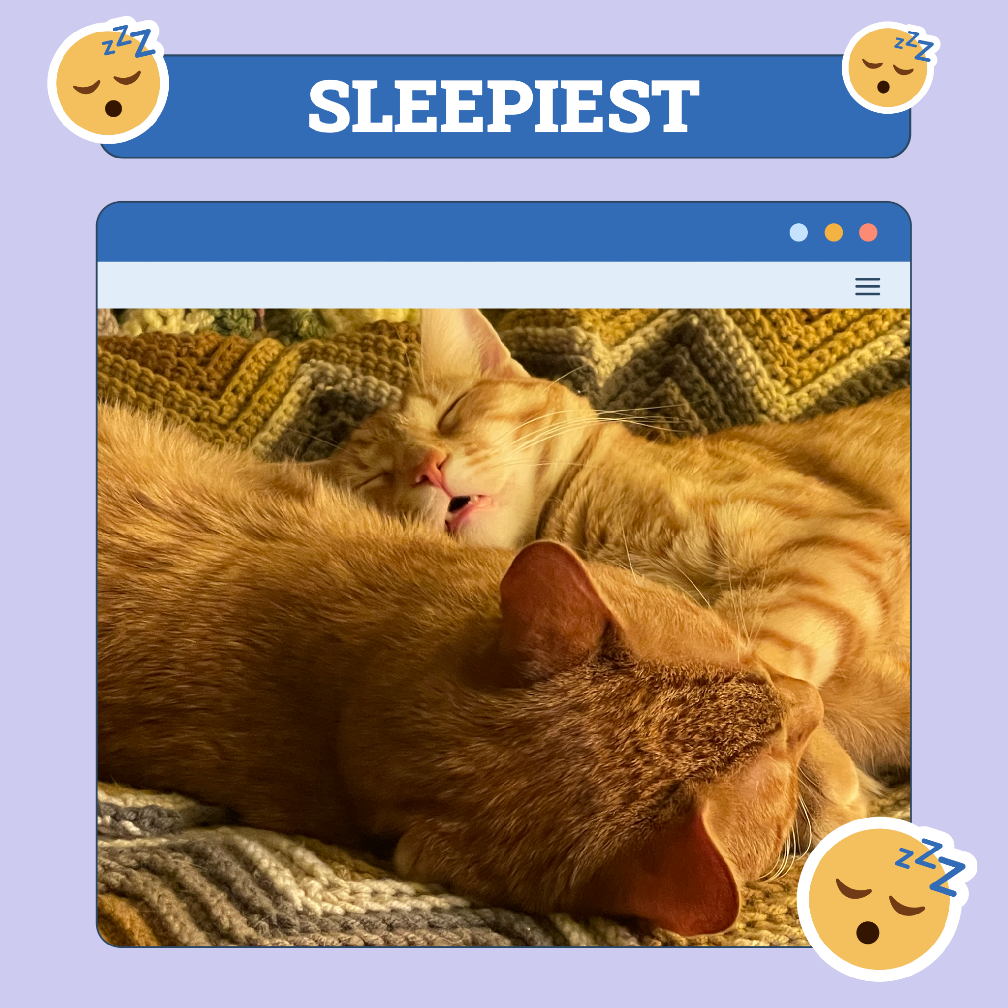 catster photo contest sleepiest 21 8 25 scaled