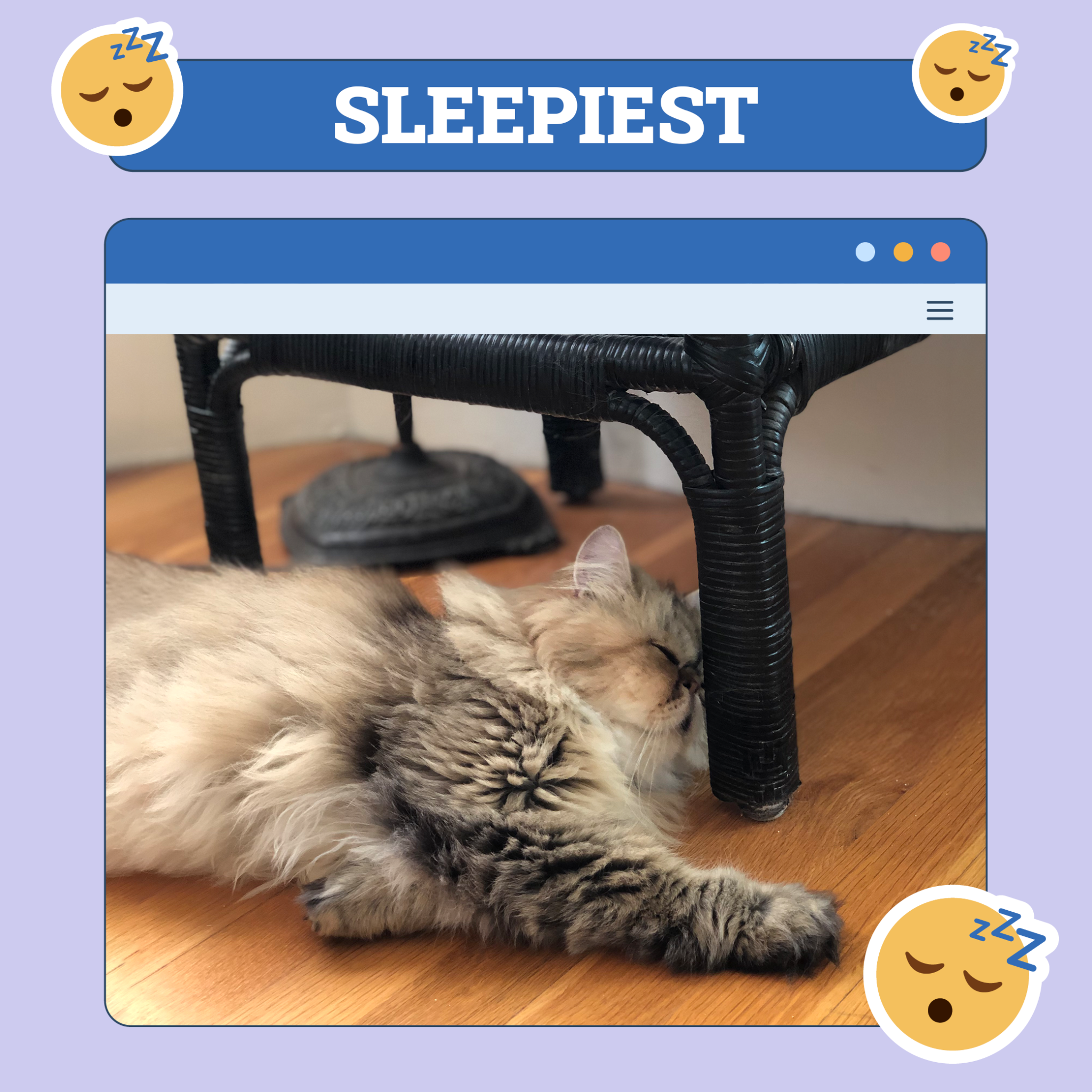 catster photo contest sleepiest 7 aug 25 scaled