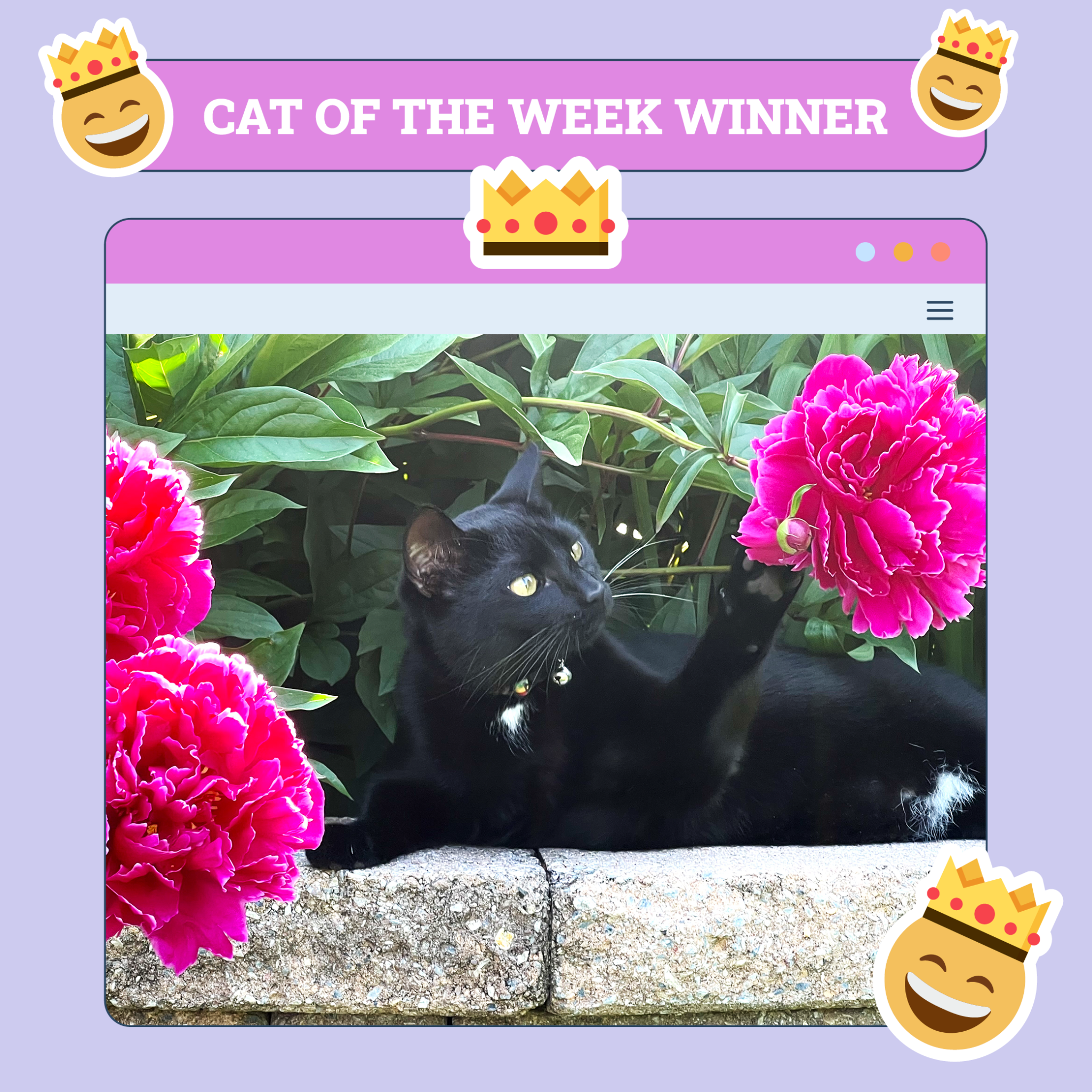 catster photo contest winner 21 8 25 scaled