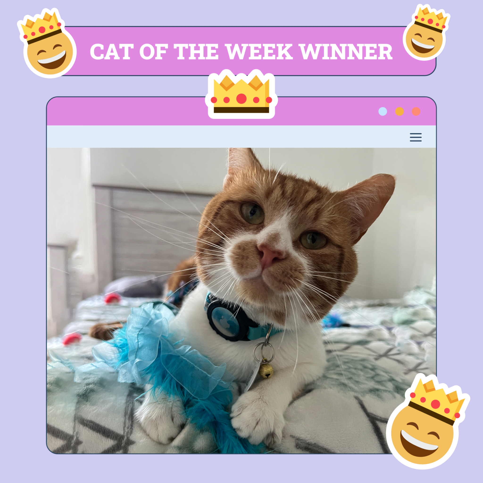 catster photo contest winner 28 8 25 scaled
