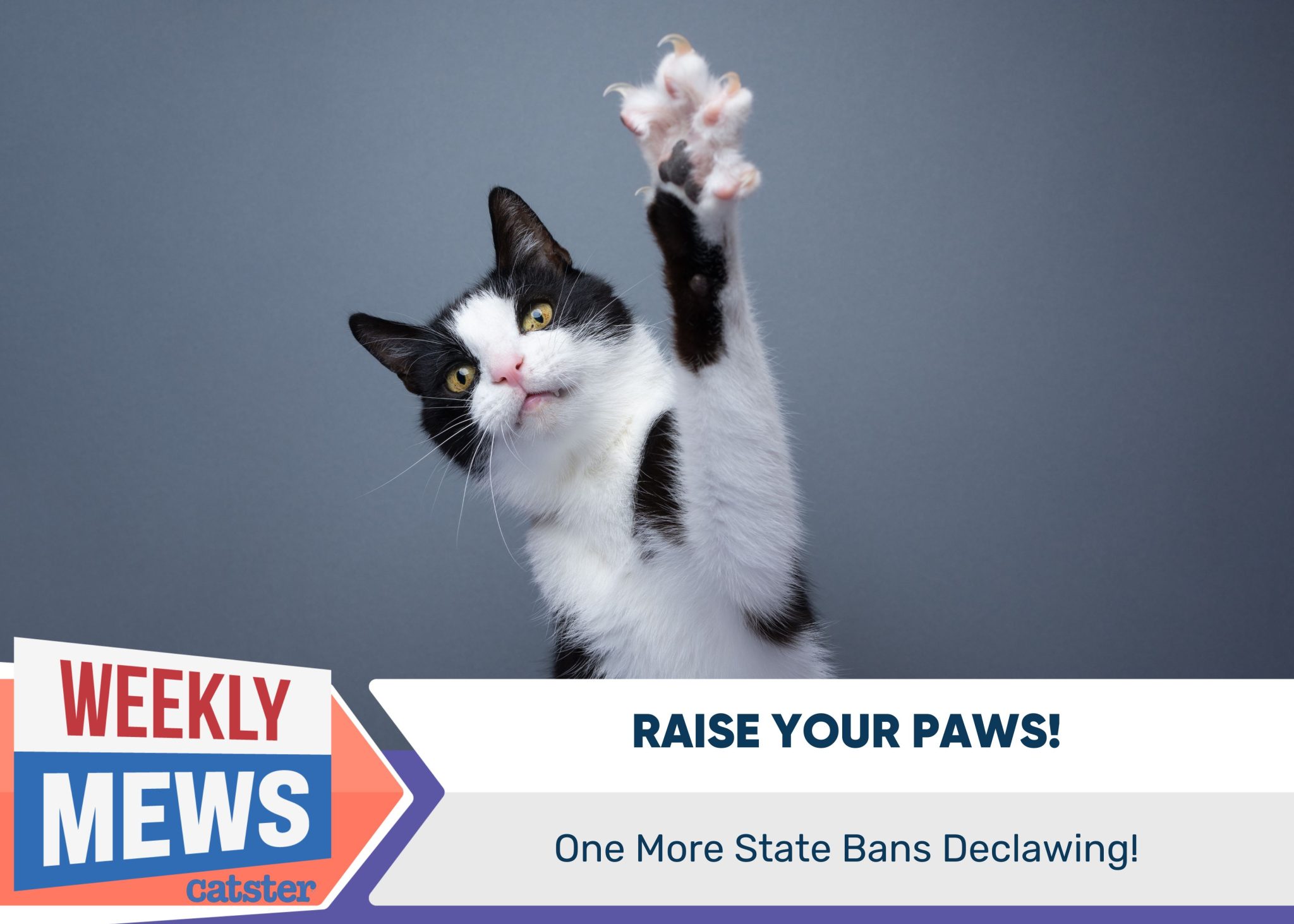 Raise Your Paws One More State Bans Declawing Catster
