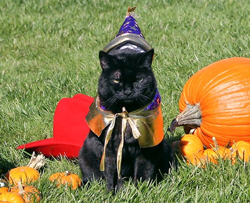 India_the_Cat_Bush Family Cat_Halloween_2007_(cropped)