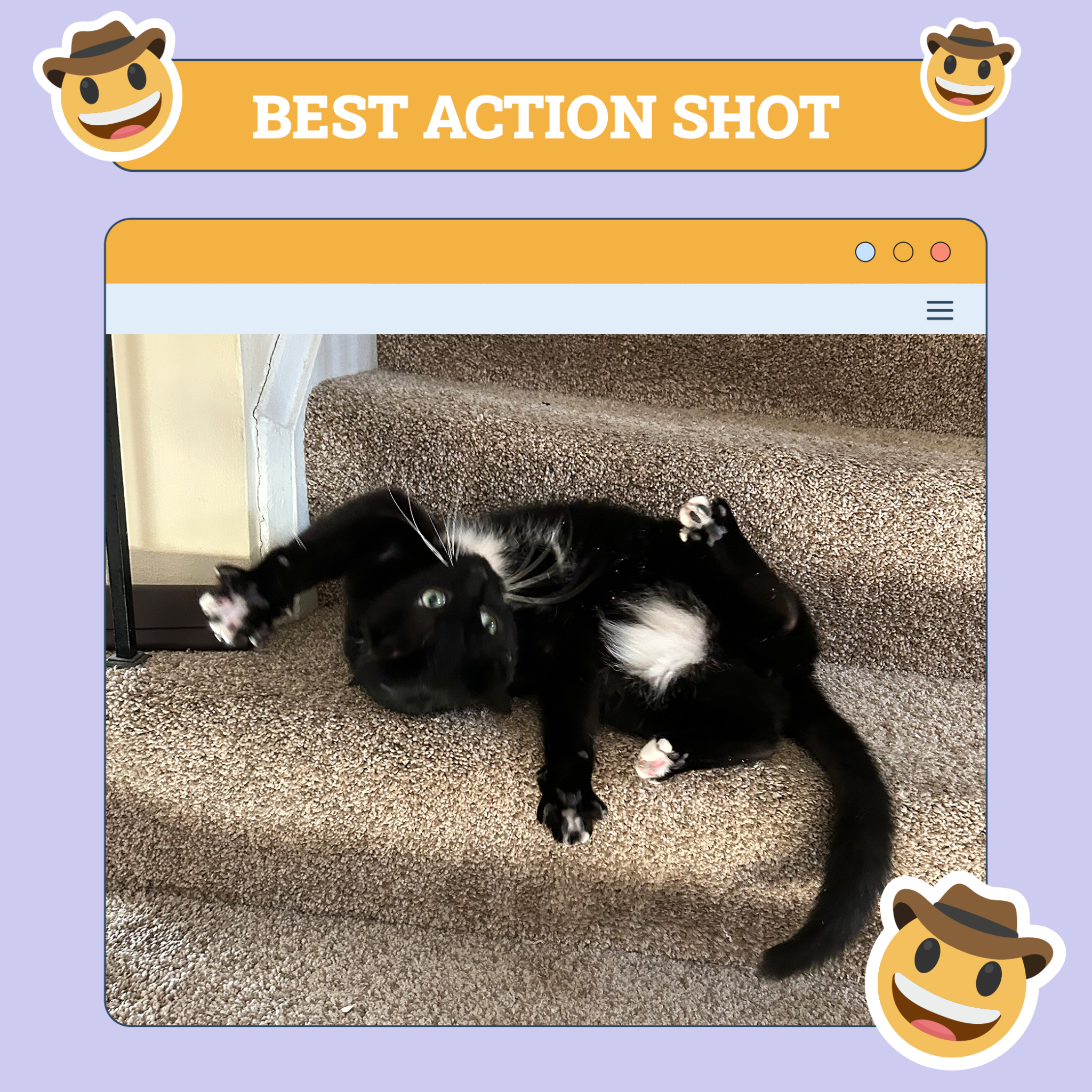 catster photo contest action 11 9 25 scaled
