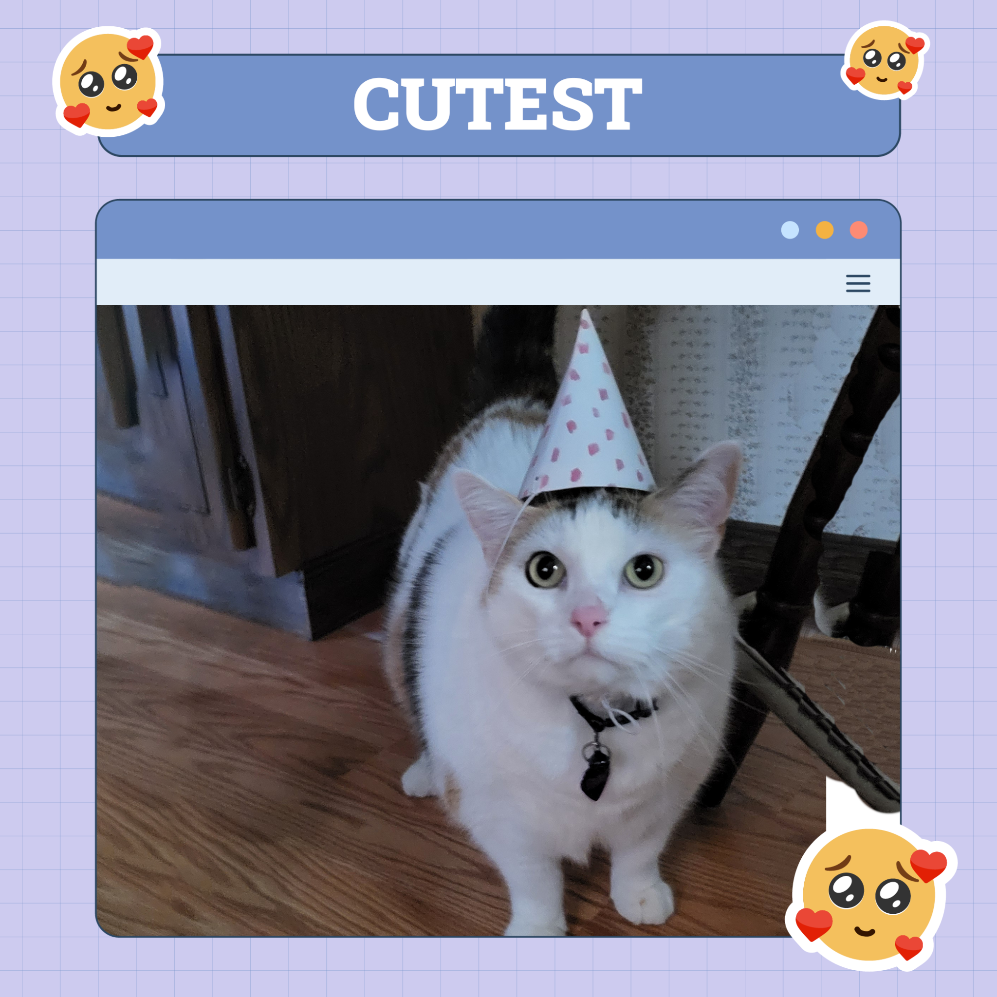catster photo contest cutest 11 9 25 scaled