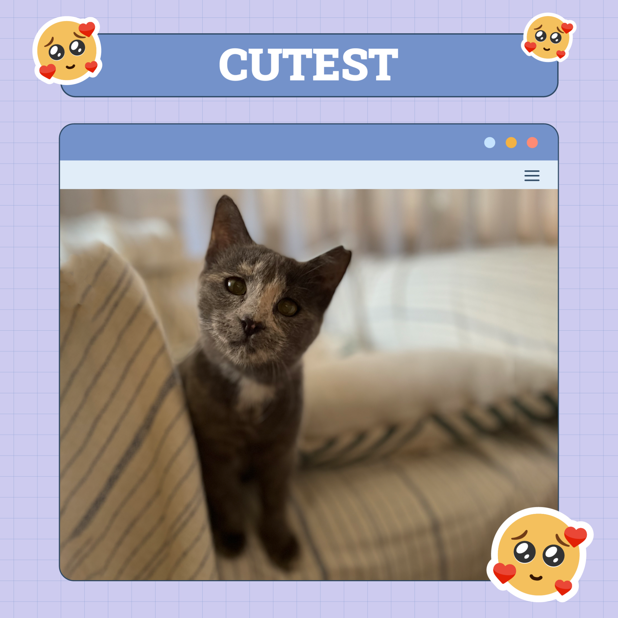 catster photo contest cutest 18 9 25 scaled