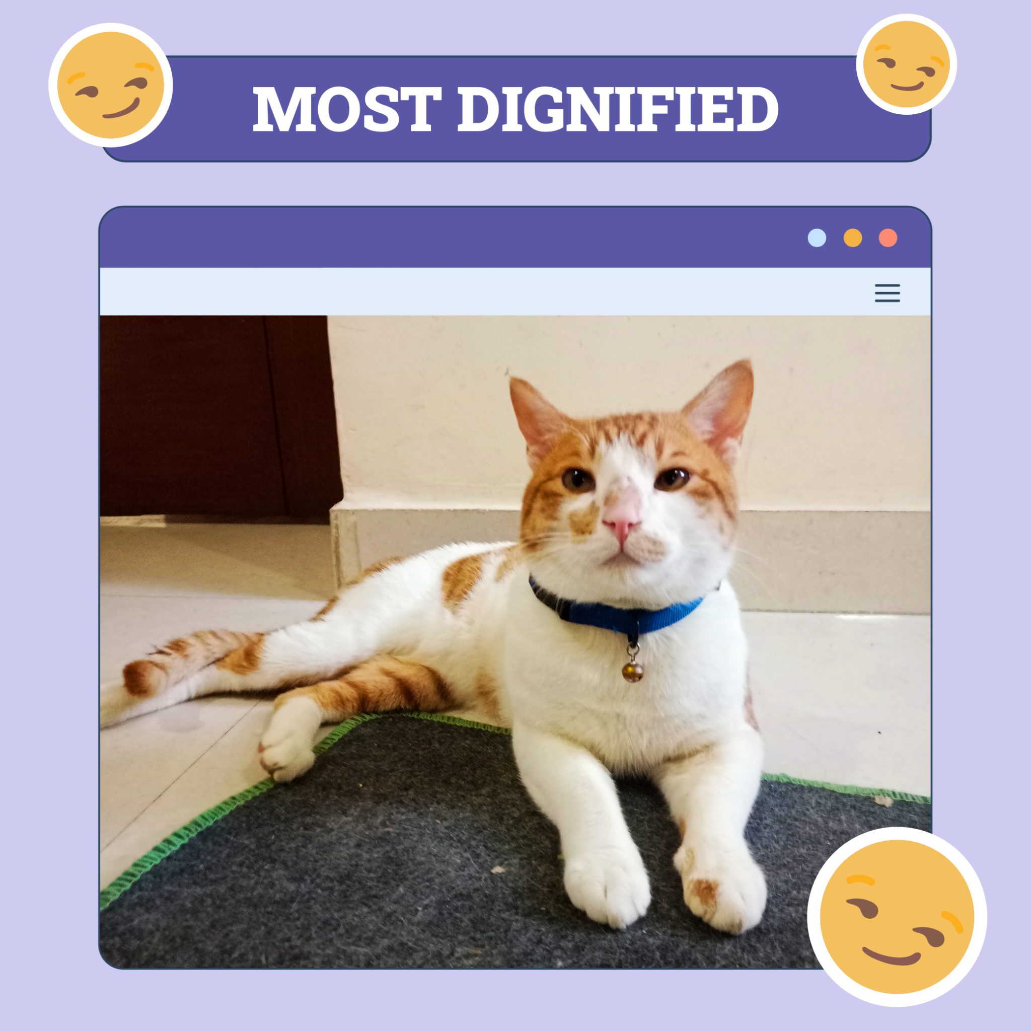 catster photo contest dignified 11 9 25 scaled
