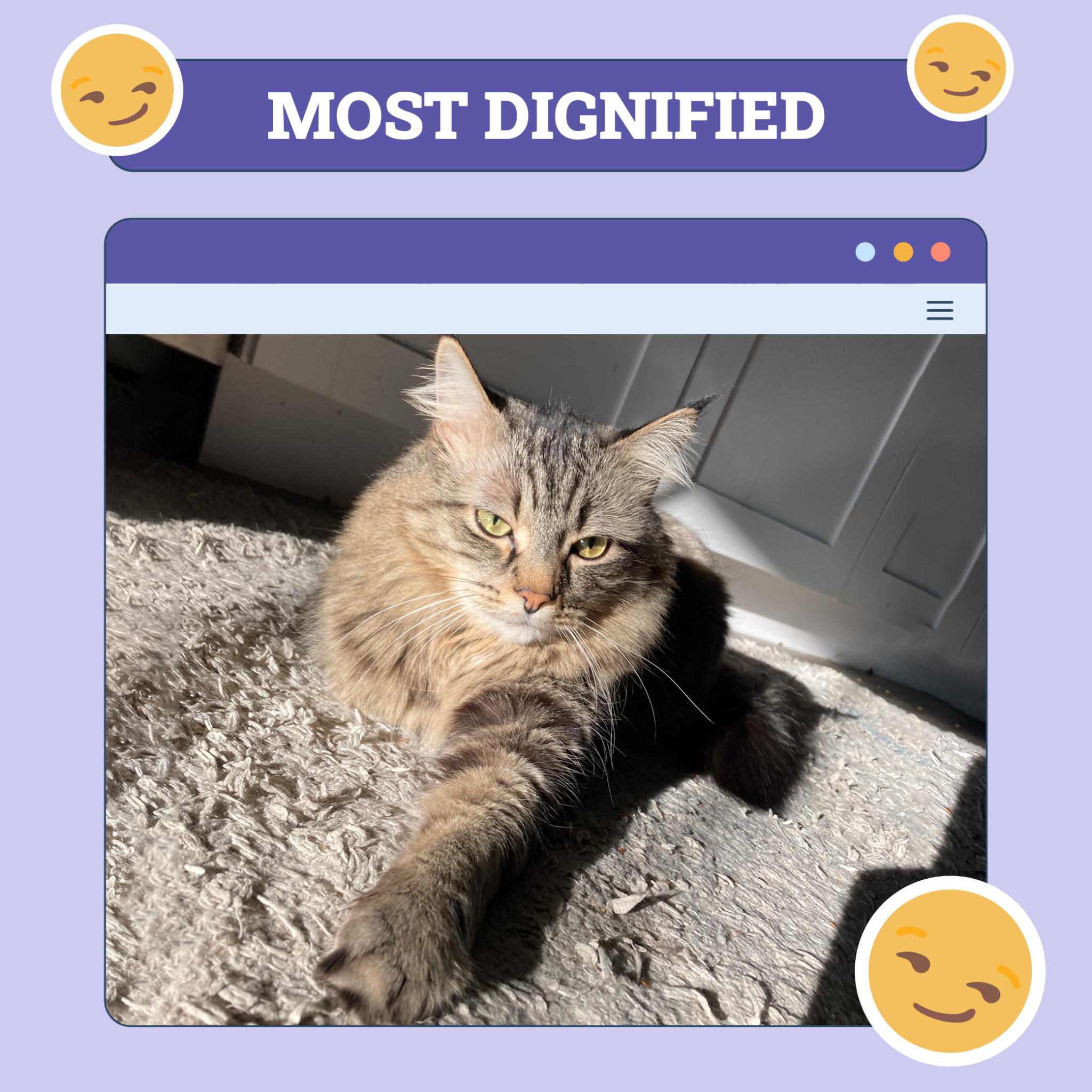 catster photo contest dignified 18 9 25 scaled
