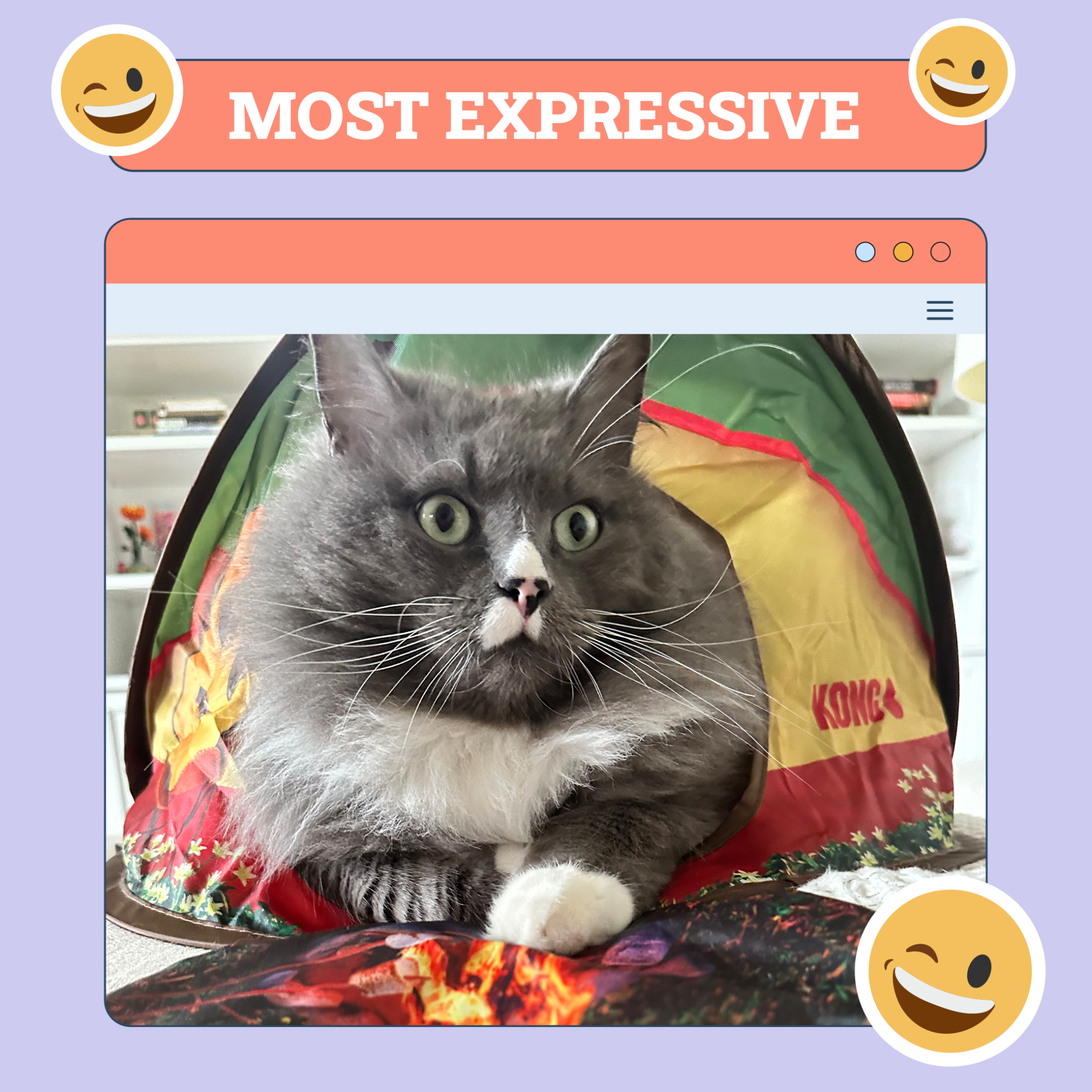 catster photo contest expressive 11 9 25 scaled
