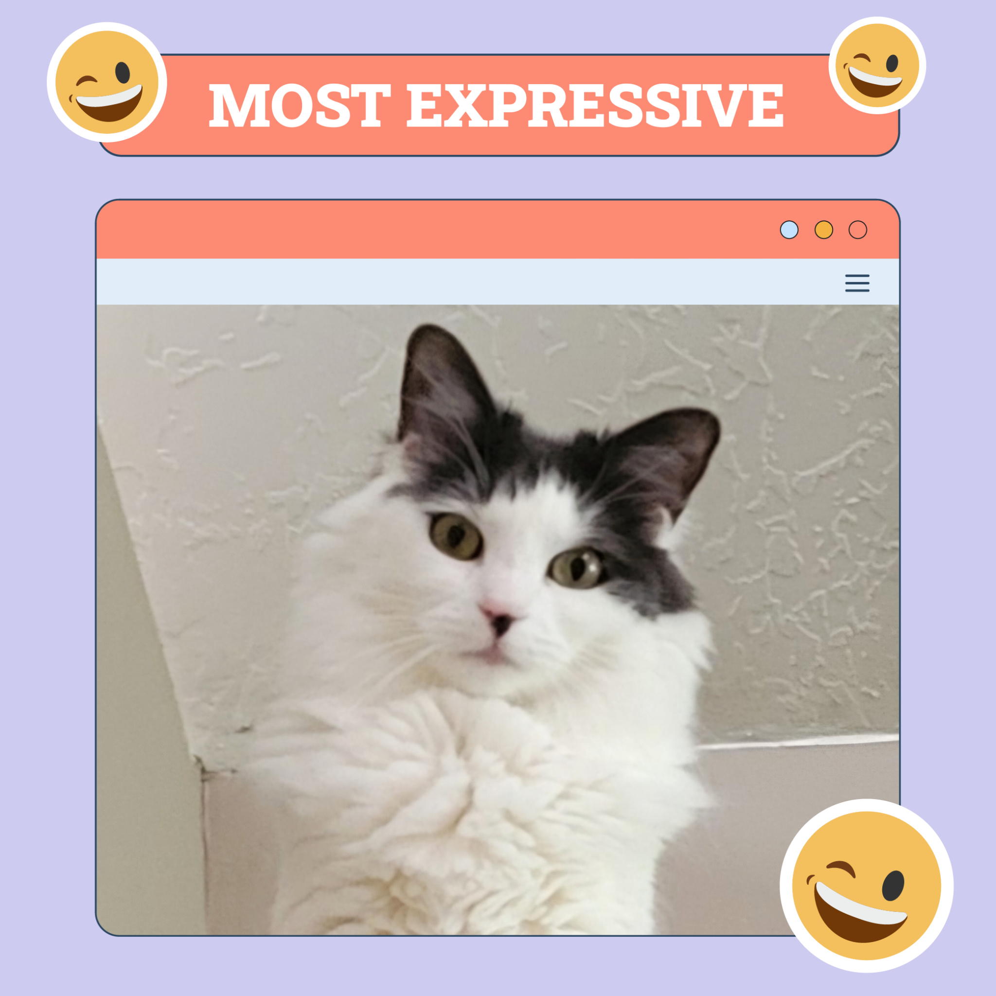 catster photo contest expressive 18 9 25 scaled