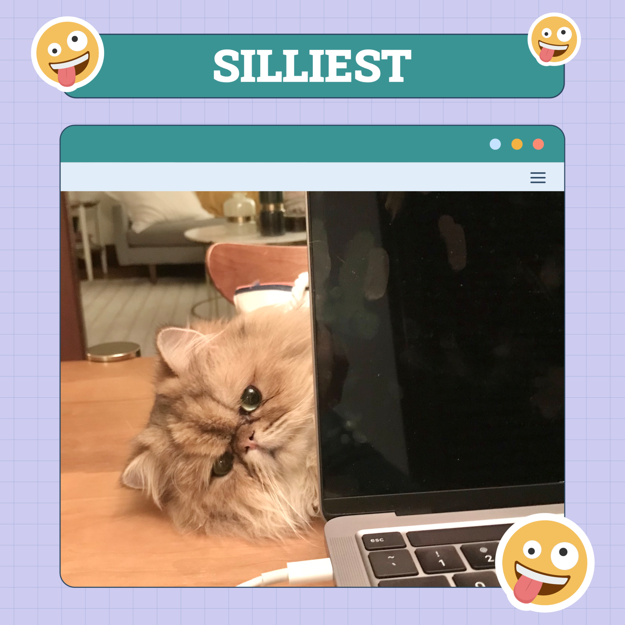 catster photo contest silliest 11 9 25 scaled