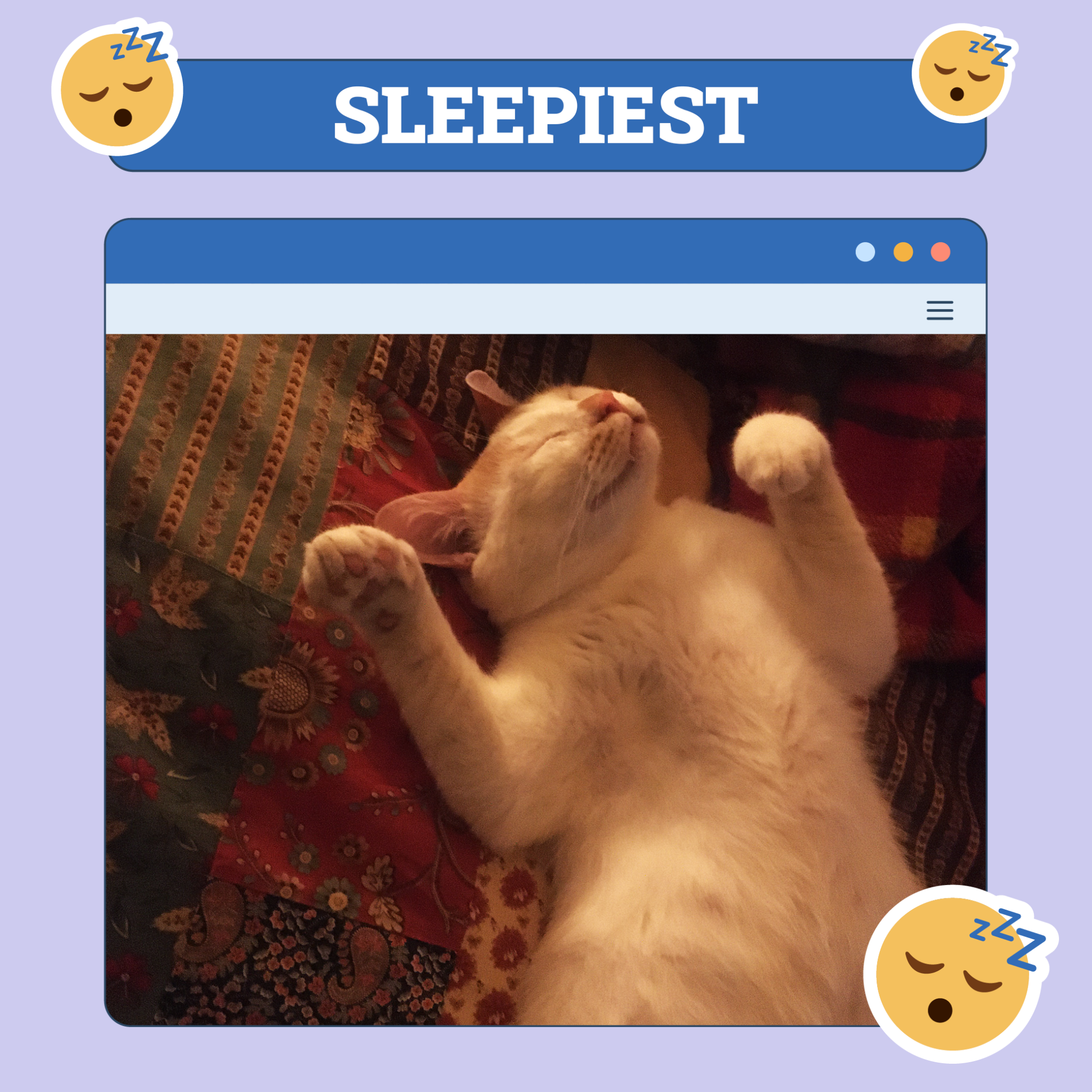 catster photo contest sleepiest 11 9 25 scaled