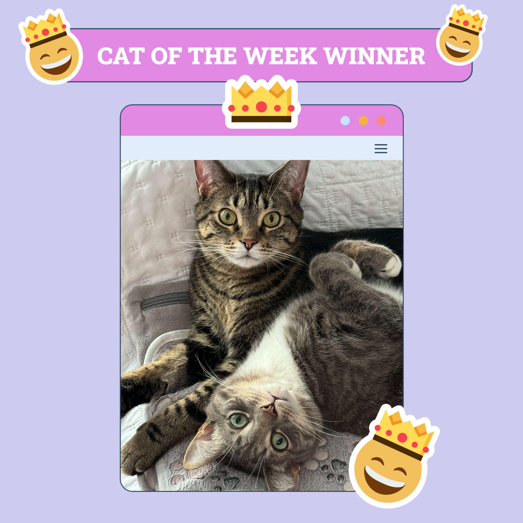 catster photo contest winner 11 9 25 scaled