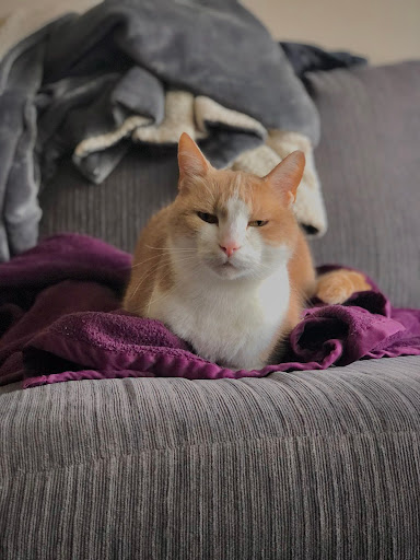 merv the adventure cat 8