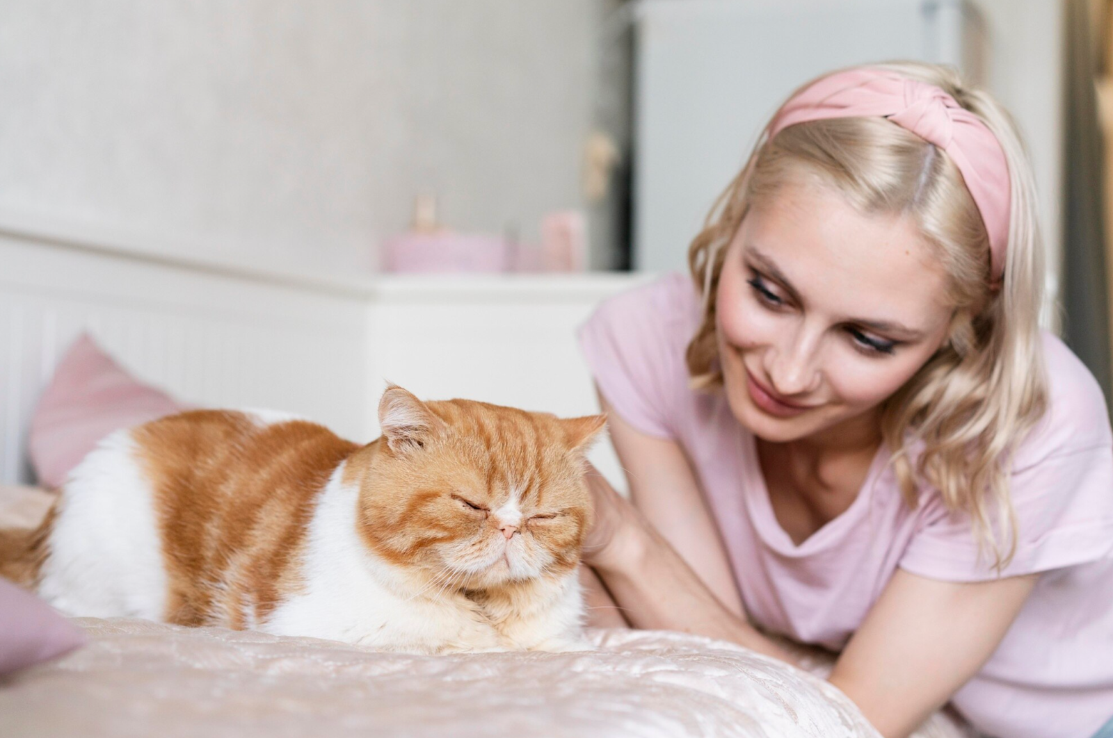PurebredKitties.com 4