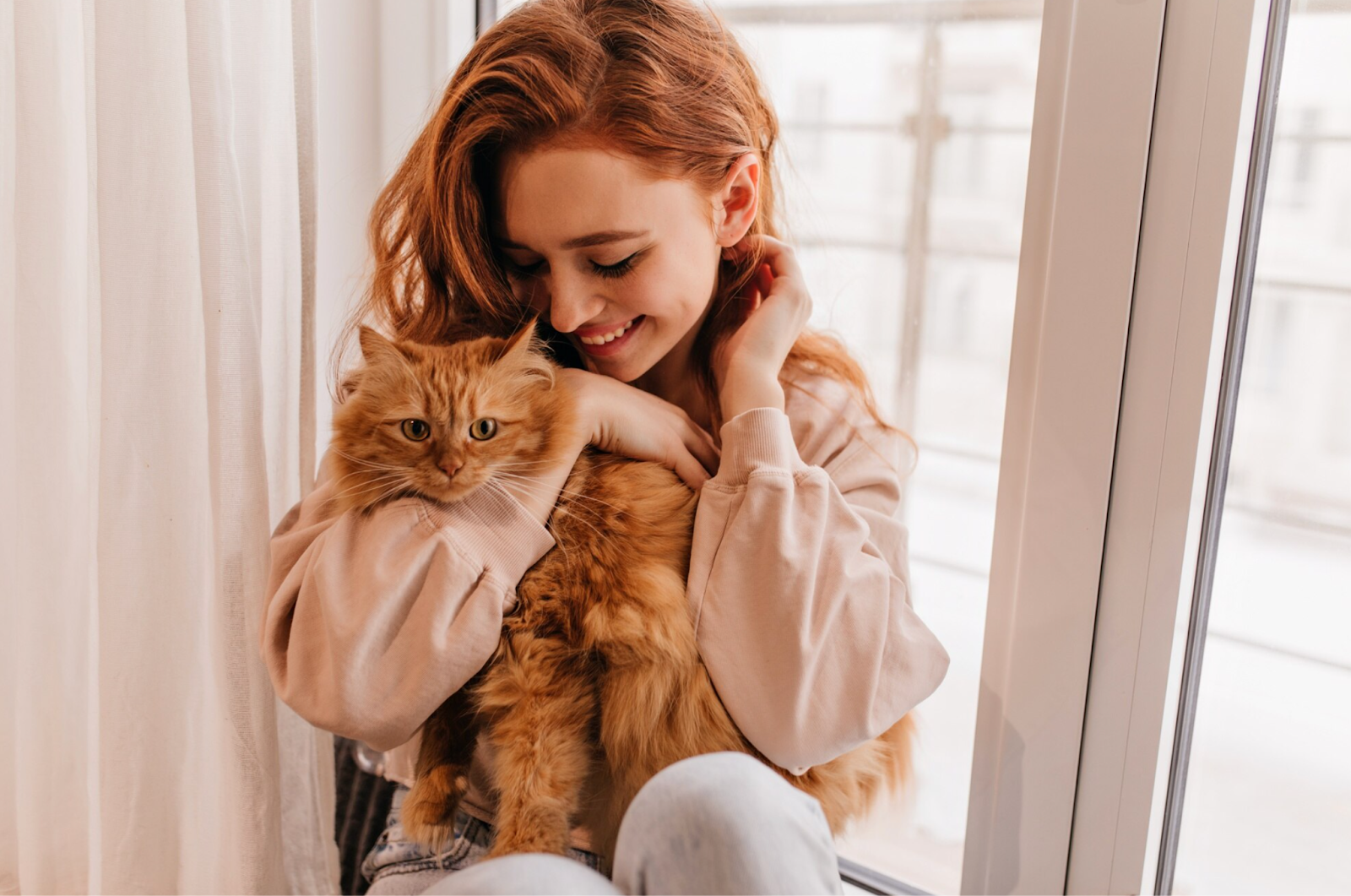 PurebredKitties.com 5